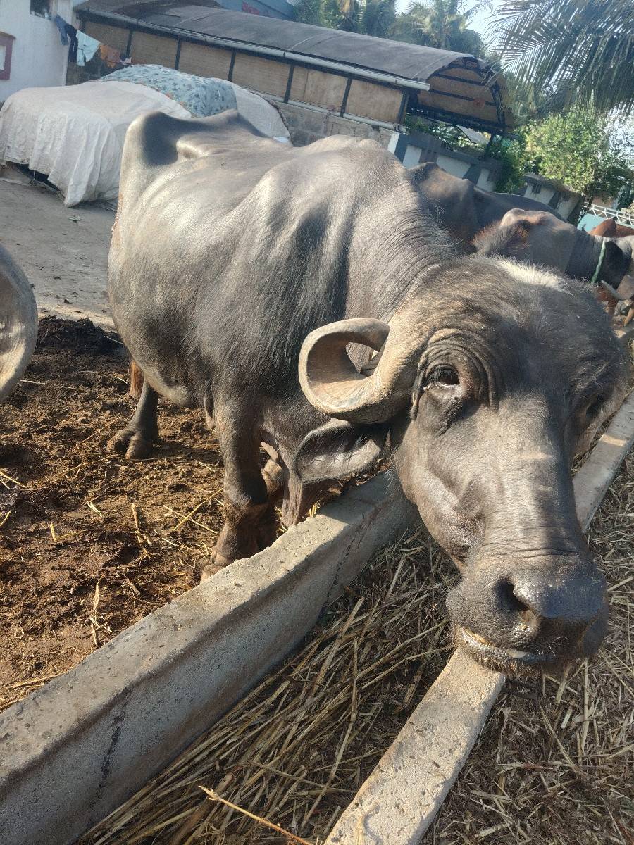 ભેંસ વેચવાની છે