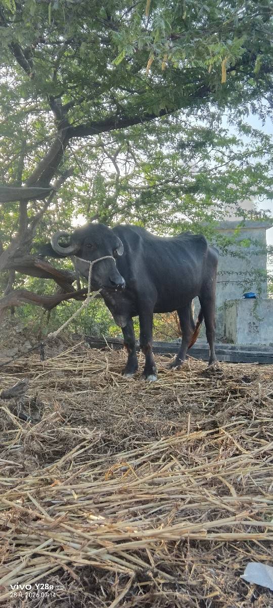 ખંડેલો વેચવાનો છે