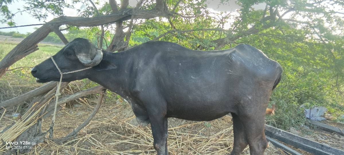 ખંડેલો વેચવાનો છે
