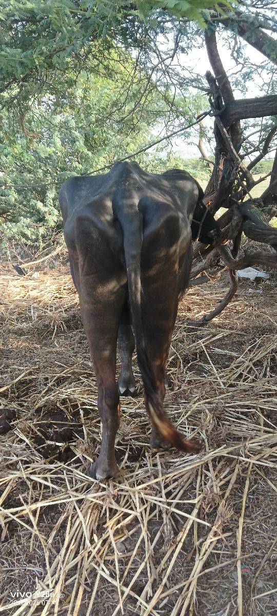 ખંડેલો વેચવાનો છે