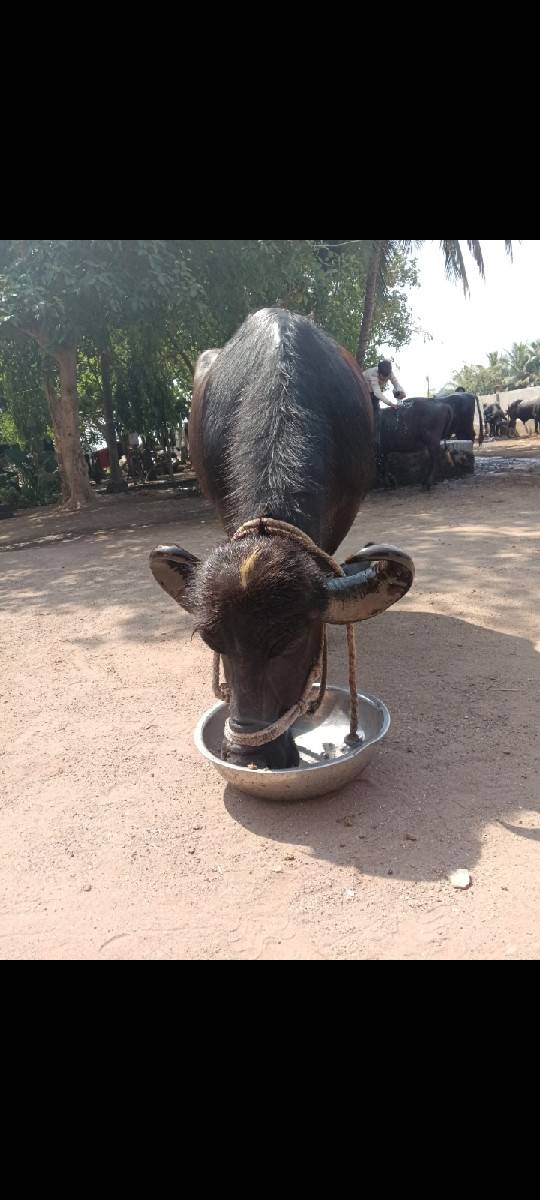 પાંચ બેસું વેચવાની છે