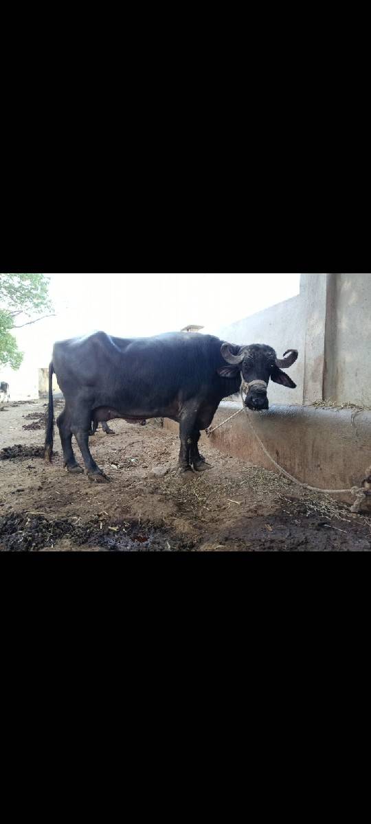 પાંચ બેસું વેચવાની છે
