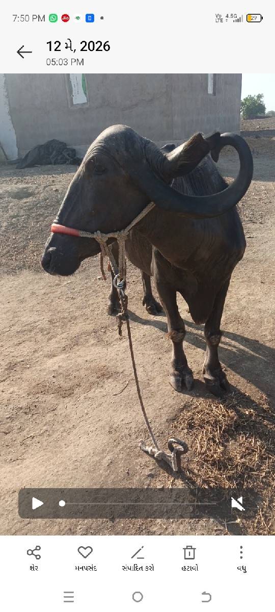 ભેંસ વેચવાની છે