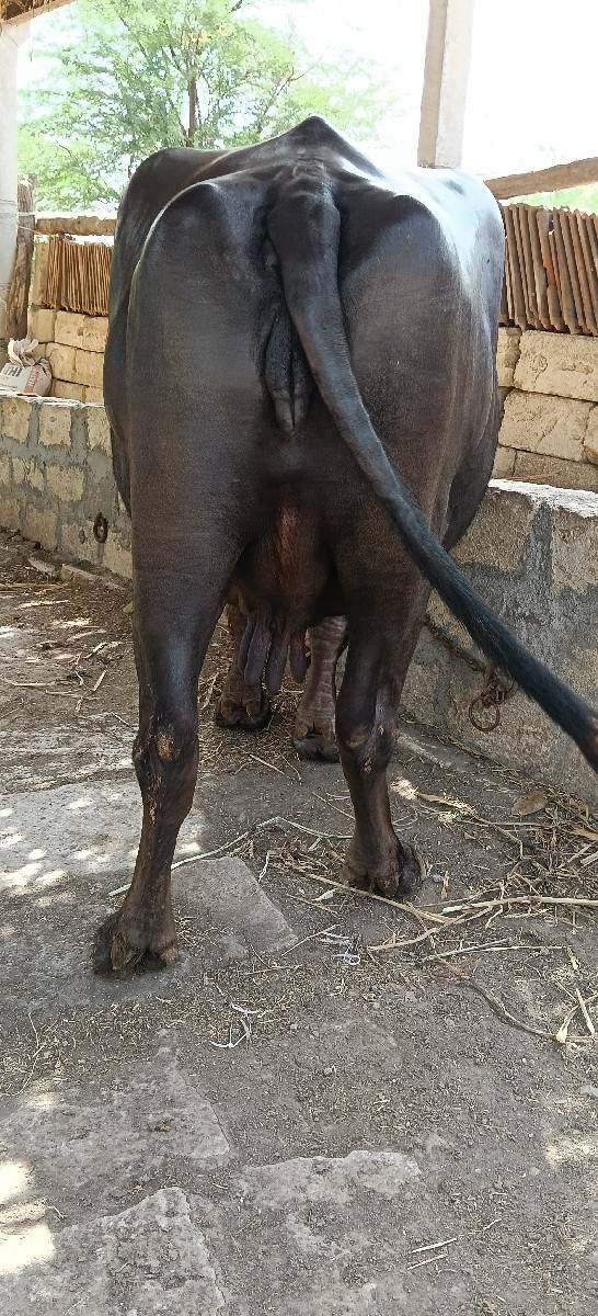 ભેંસ વેચવાની છે
