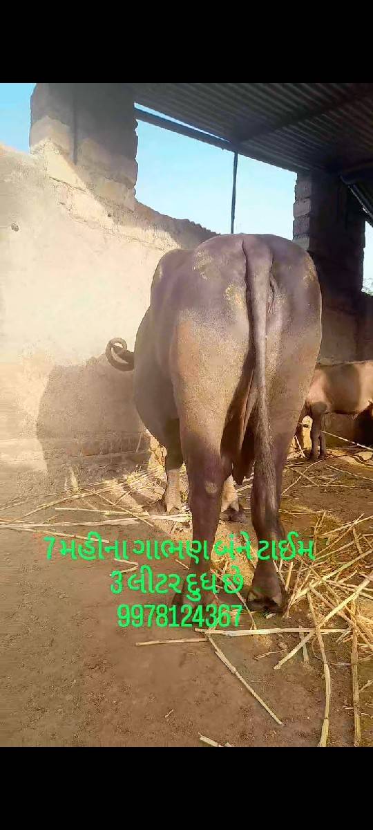 ભેંસ વેચવાની છે