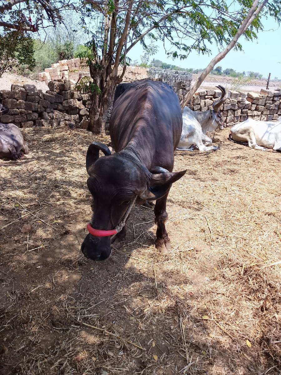 બે ભેશો