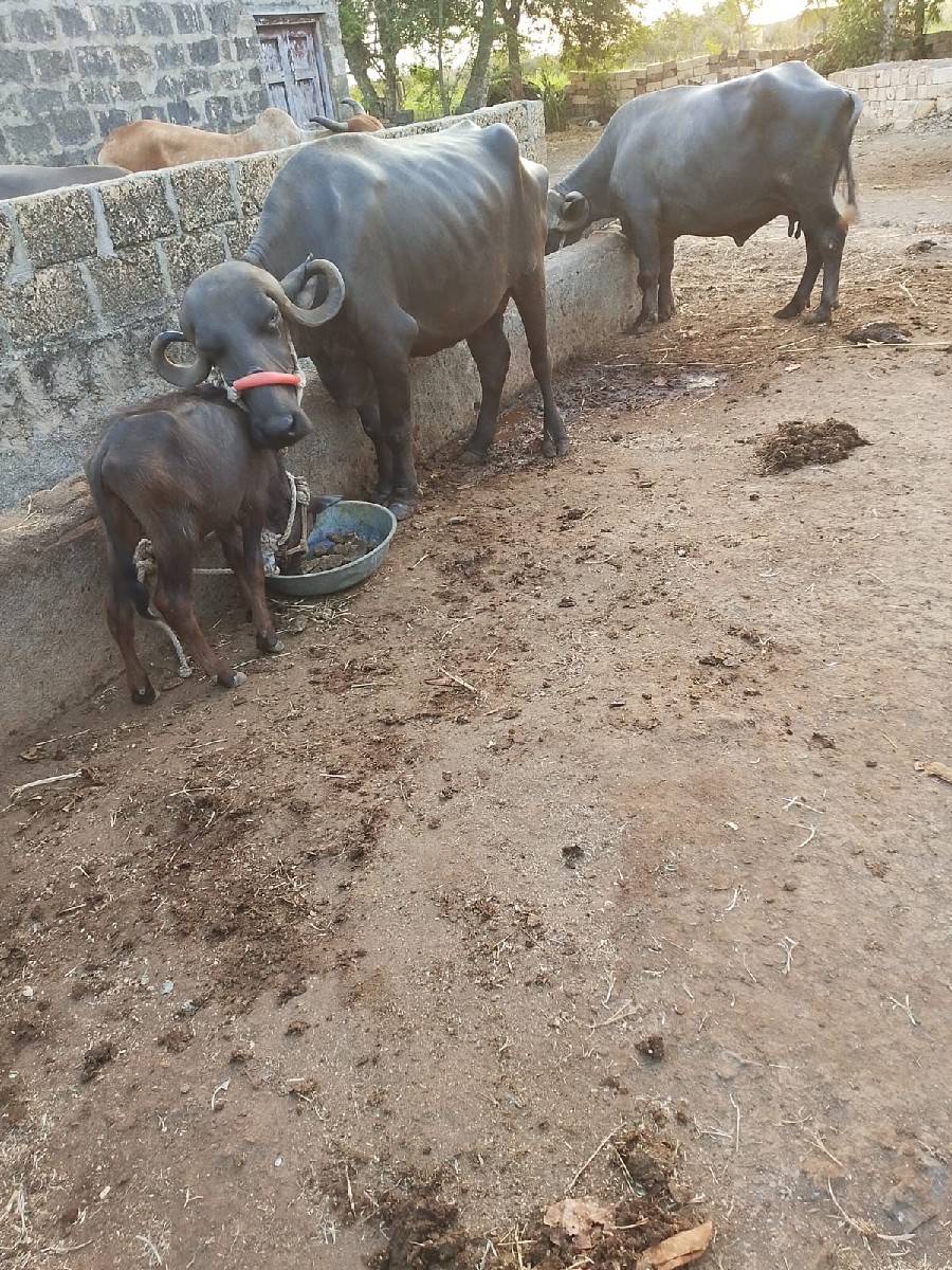 બે ભેશો