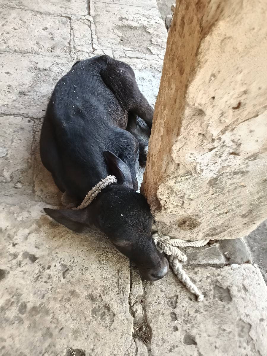 ખડેલી.વેચવાની.