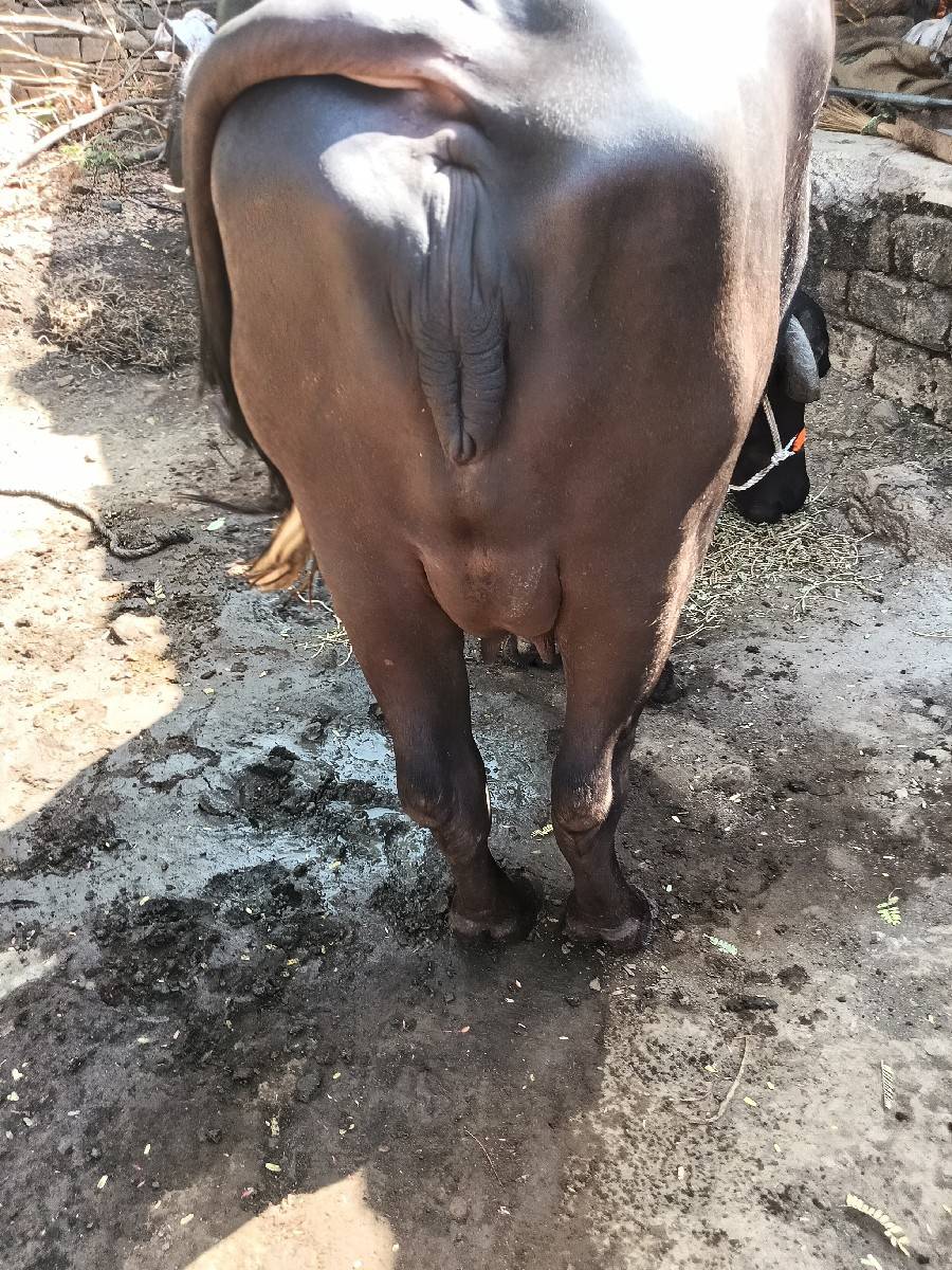 ખડેલી.વેચવાની.