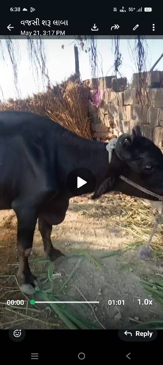 ભેંસ વેચવાની છે