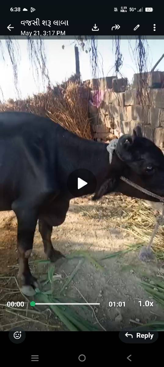 ભેંસ વેચવાની છે