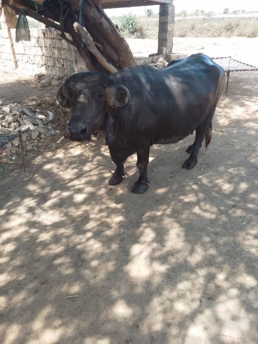 ભૈસ