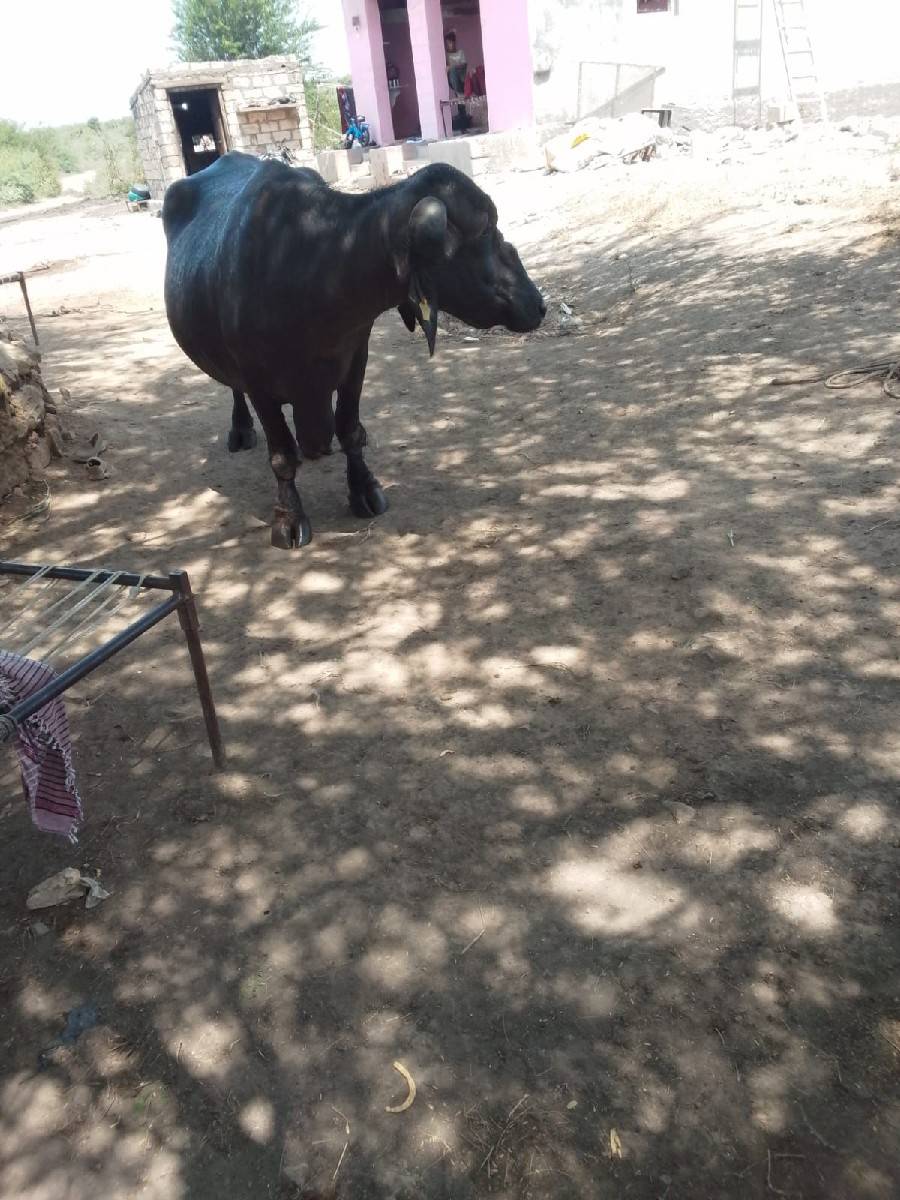 ભૈસ