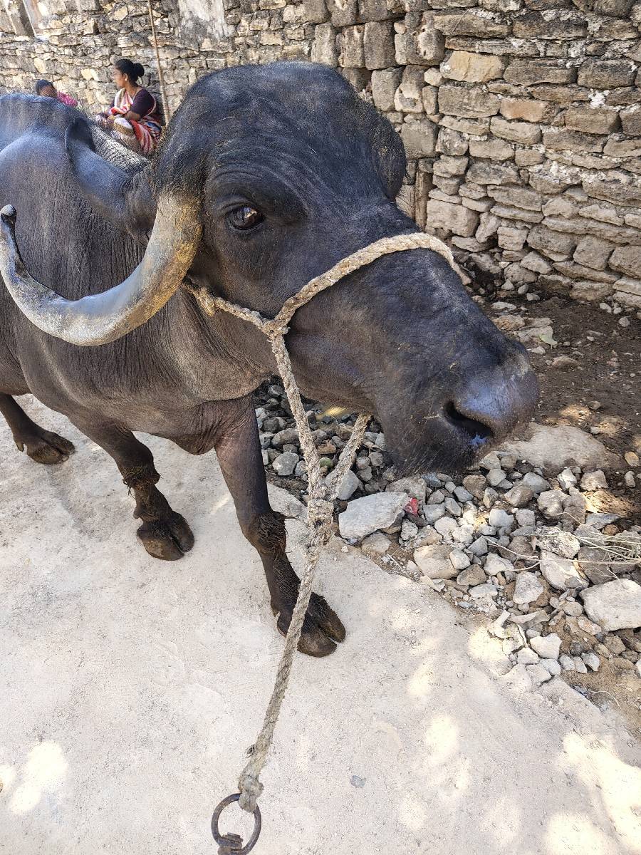 વેચવાની છે