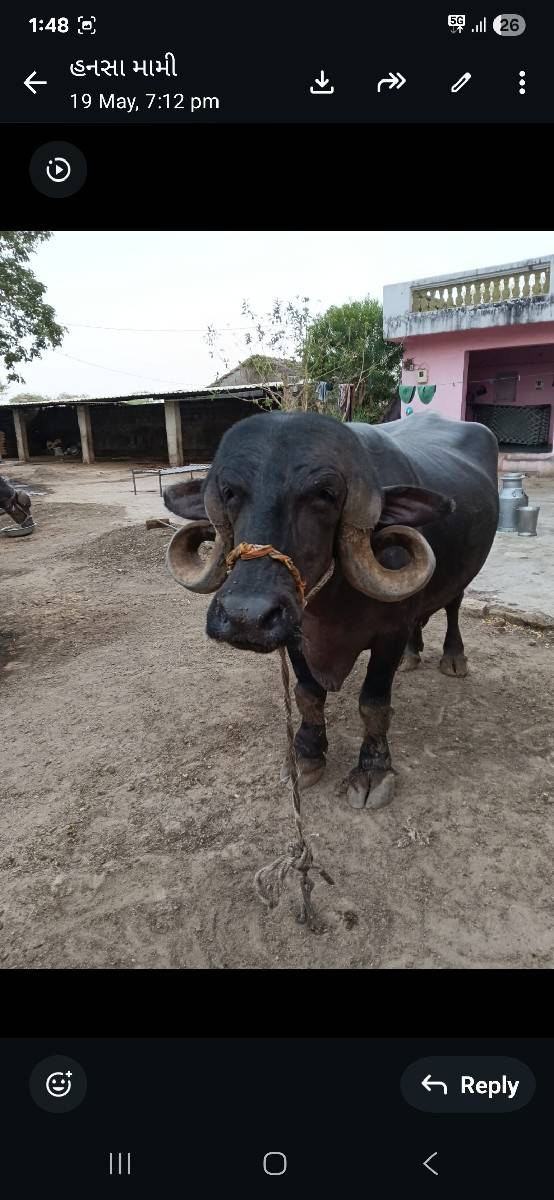 22 ભેસુ વેચવાની છે
