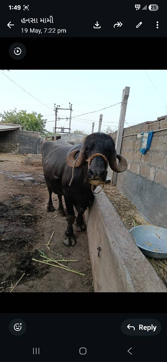 22 ભેસુ વેચવાની છે