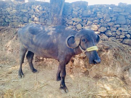 2 ખડેલી ઓરિજનલ જાફરાબાદી જાતવાન વેચવાની છે 
કિંમત:-140.000