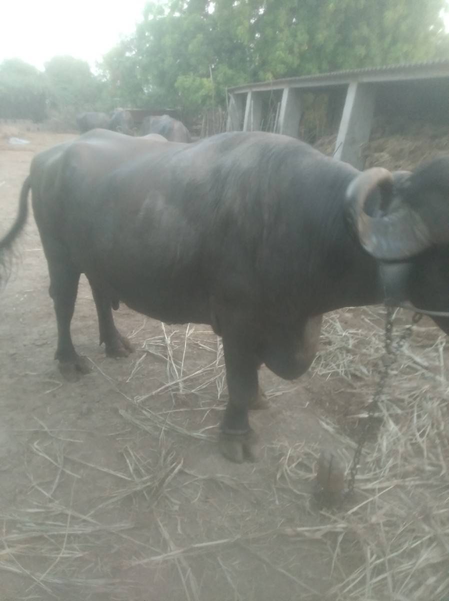 ભેસ વેચવાની છે.