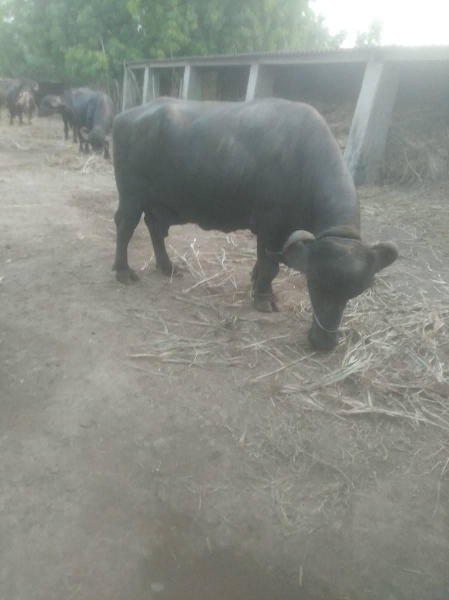 ભેસ વેચવાની છે.