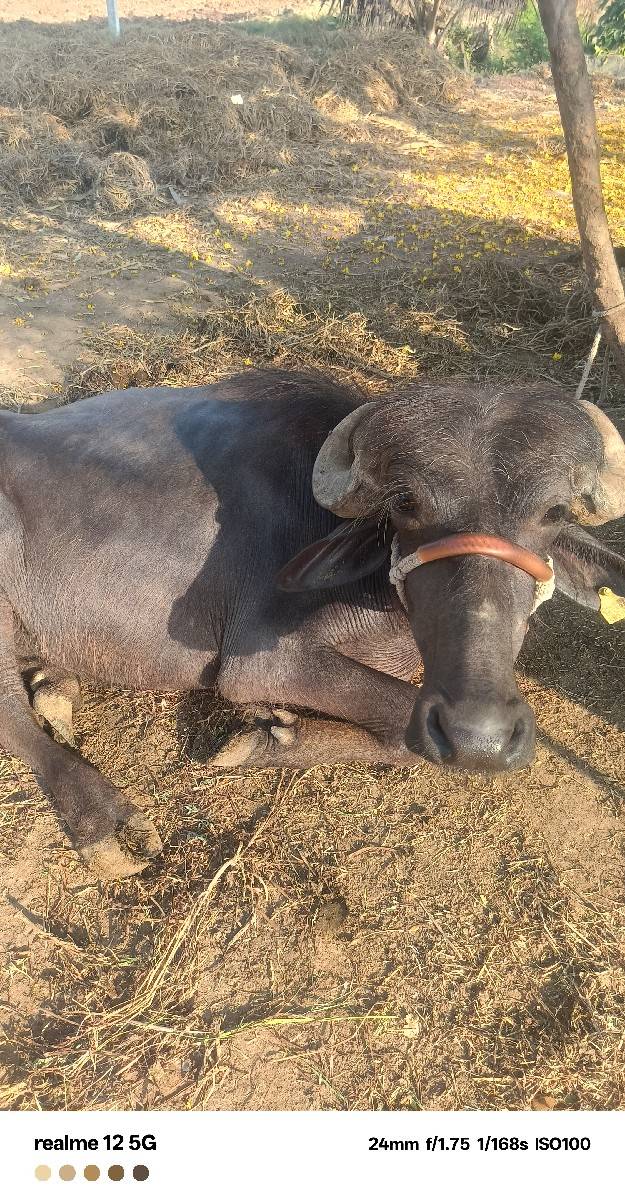 ખળલી