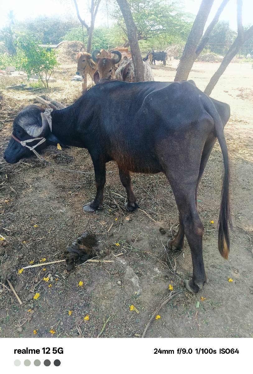 ખળલી