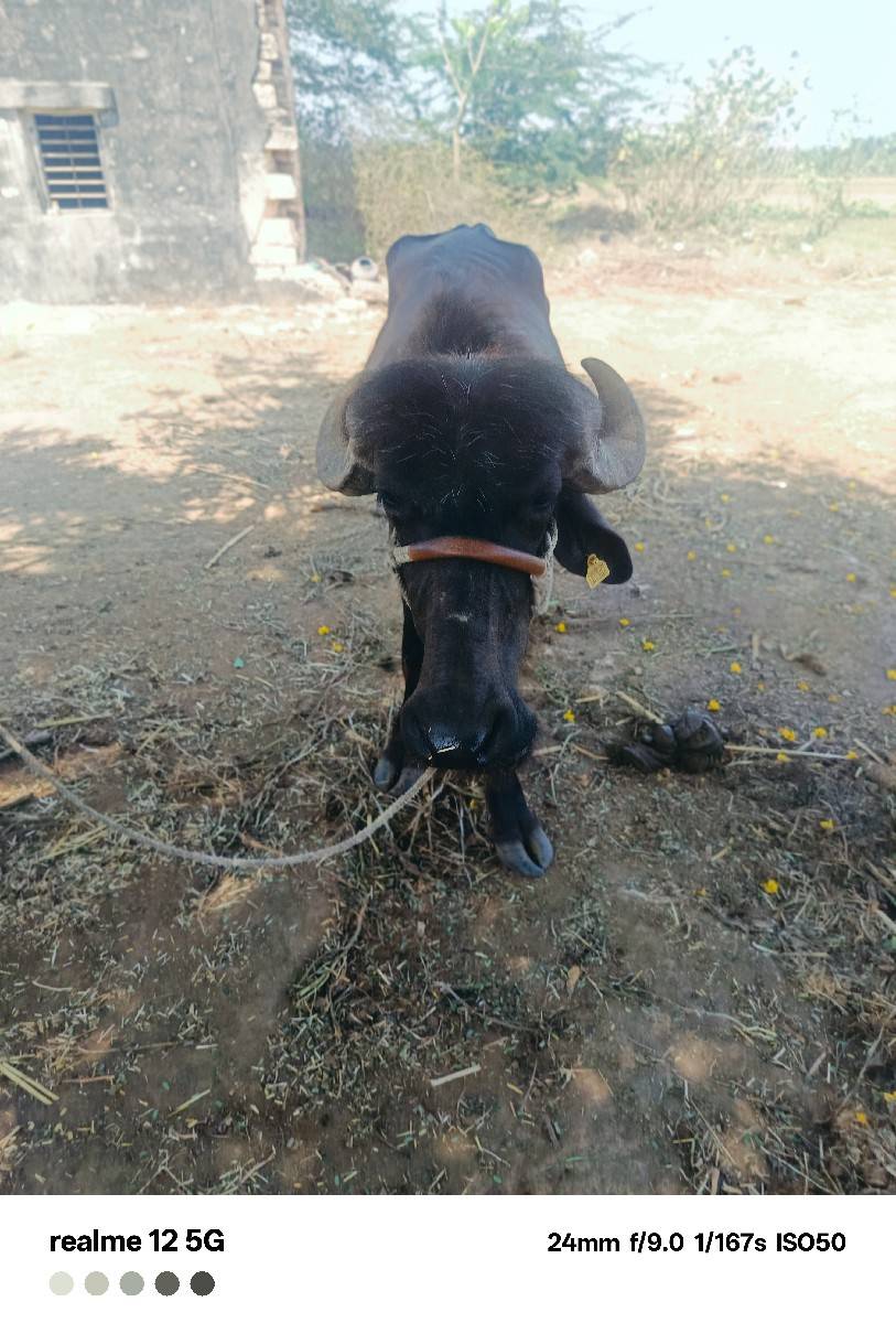 ખળલી