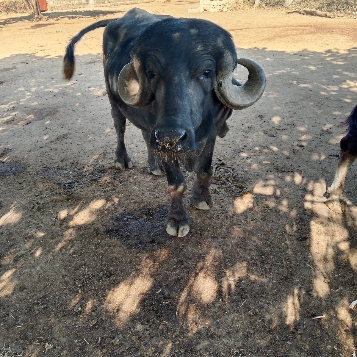 પાઙો વેસવાનો સે