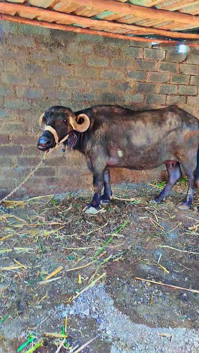 બીજા વેતર ની ખડેલી વેચવાની છે