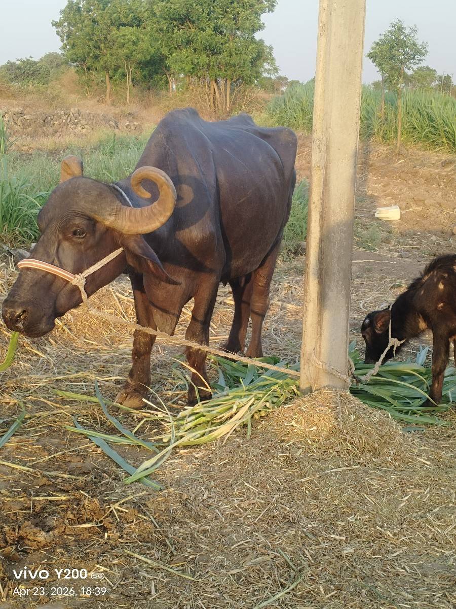 babariya devendra