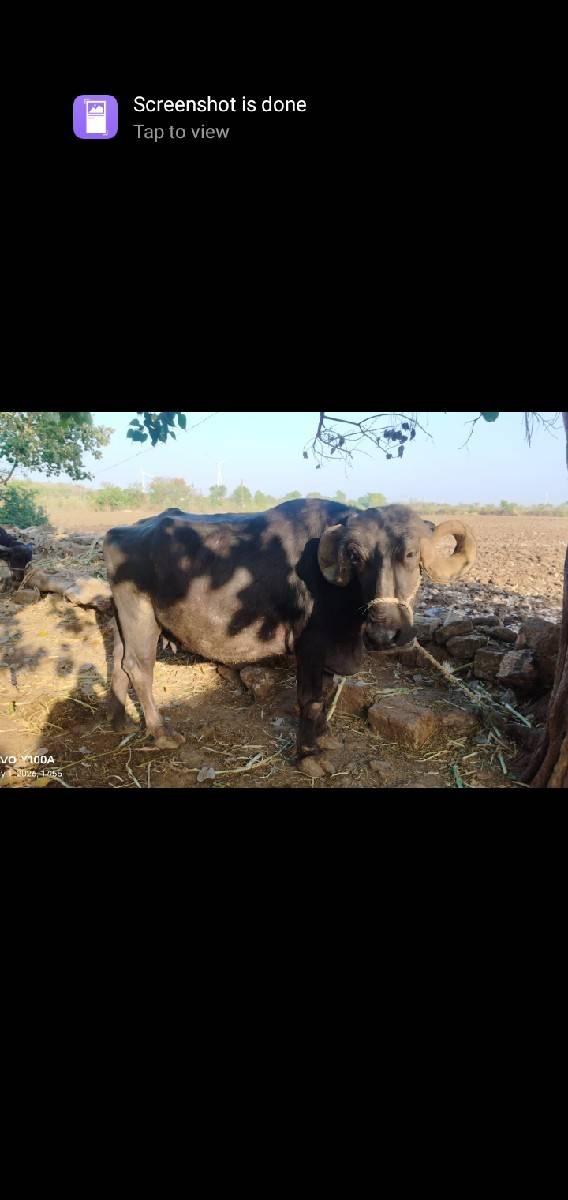 ભેંસ વેચવાની છે