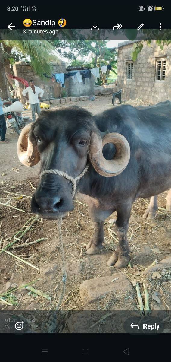 ભેંસ વેચવાની છે