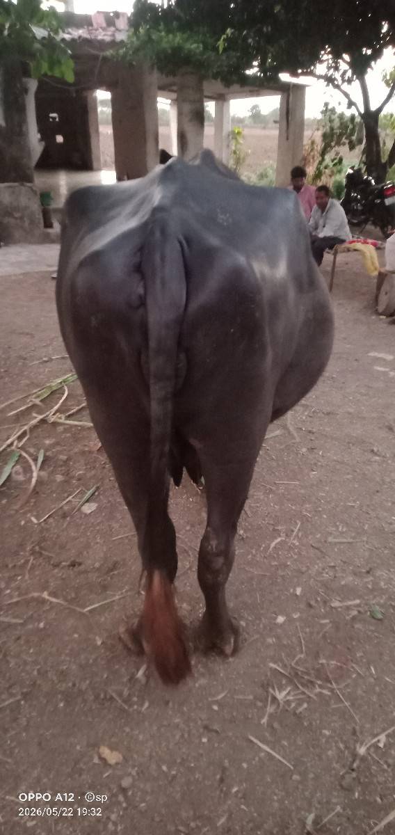 ભેંસ વેચવાની છે