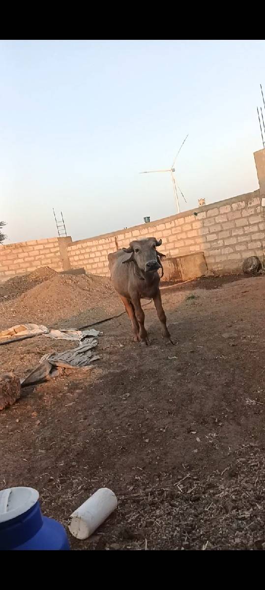 એકવશની
