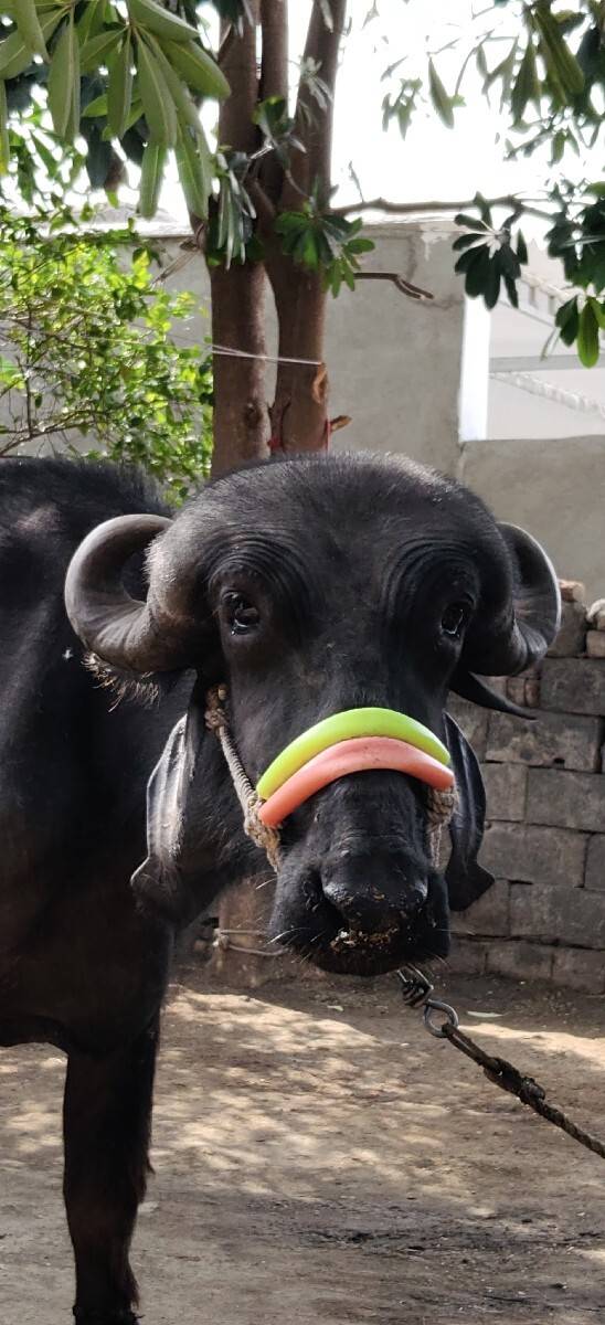 ખળેલી વેચવાની છે