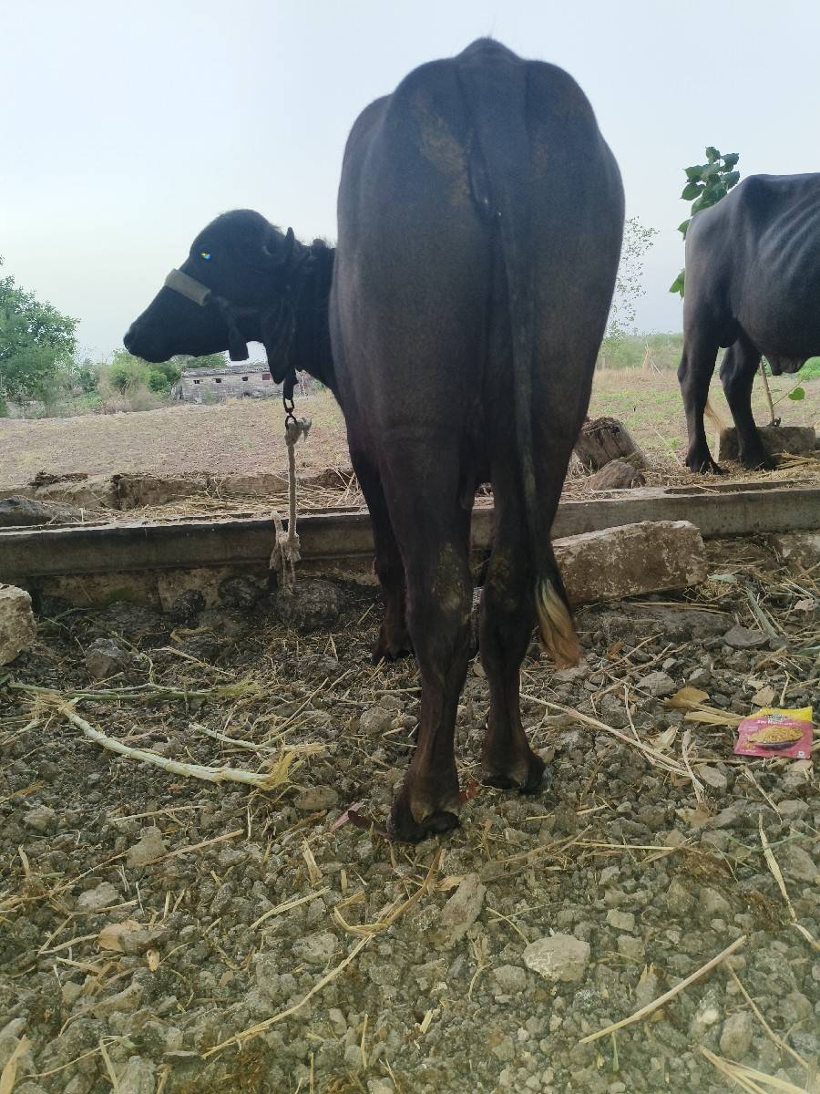 ખડેલી વેચવાની છે ભાઈ