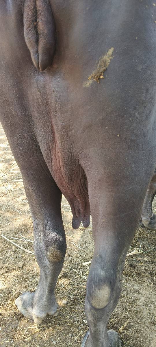 ખડેલી વેચવાની છે