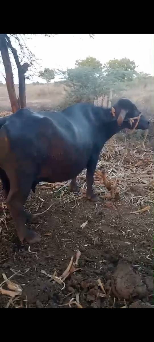 8 મહિના ગાઈભણી
