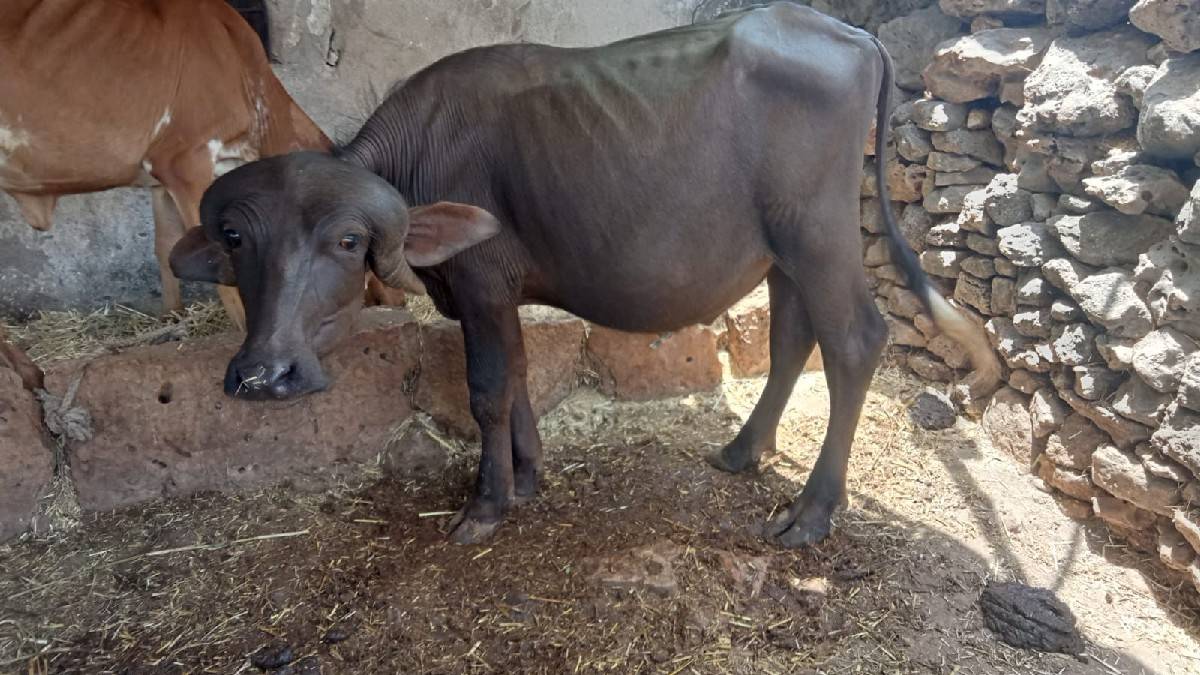 પાડો