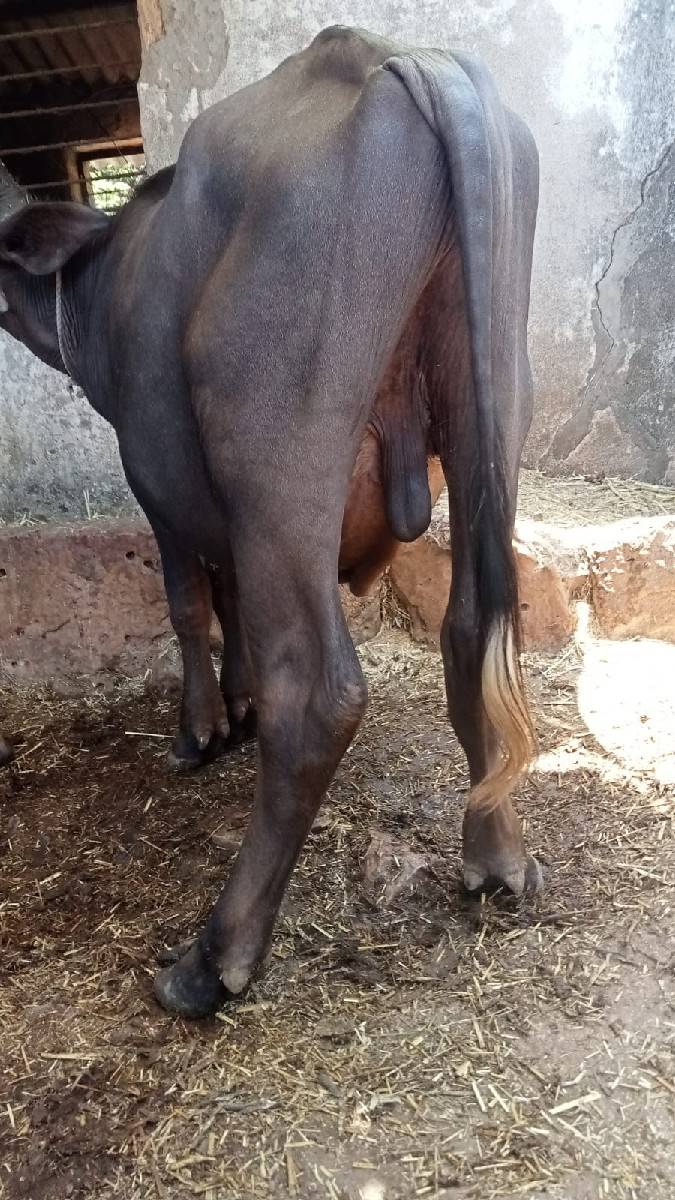 પાડો