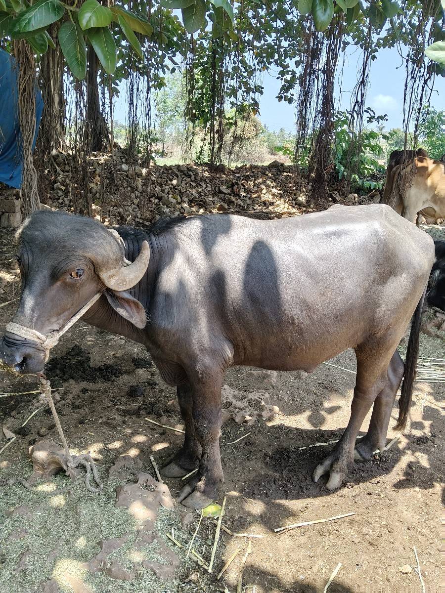 પાડો વેચવાનો છે.