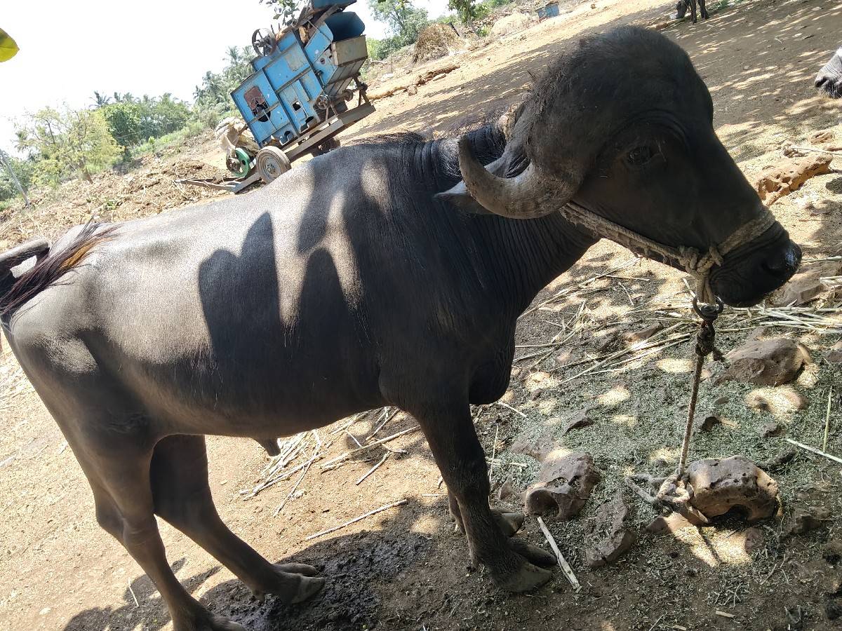 પાડો વેચવાનો છે.