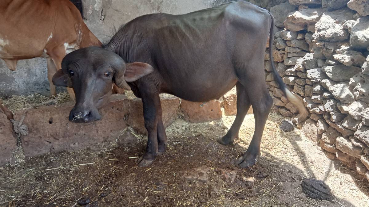 પાડો