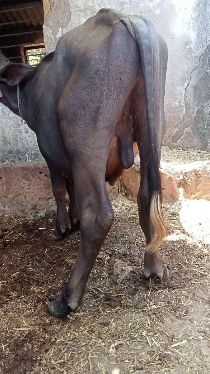 પાડો