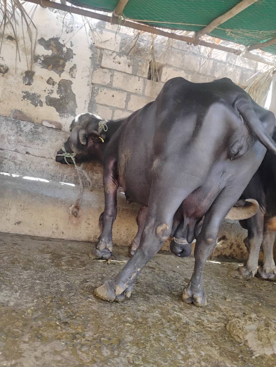 ભેંસ વેચવાની છે