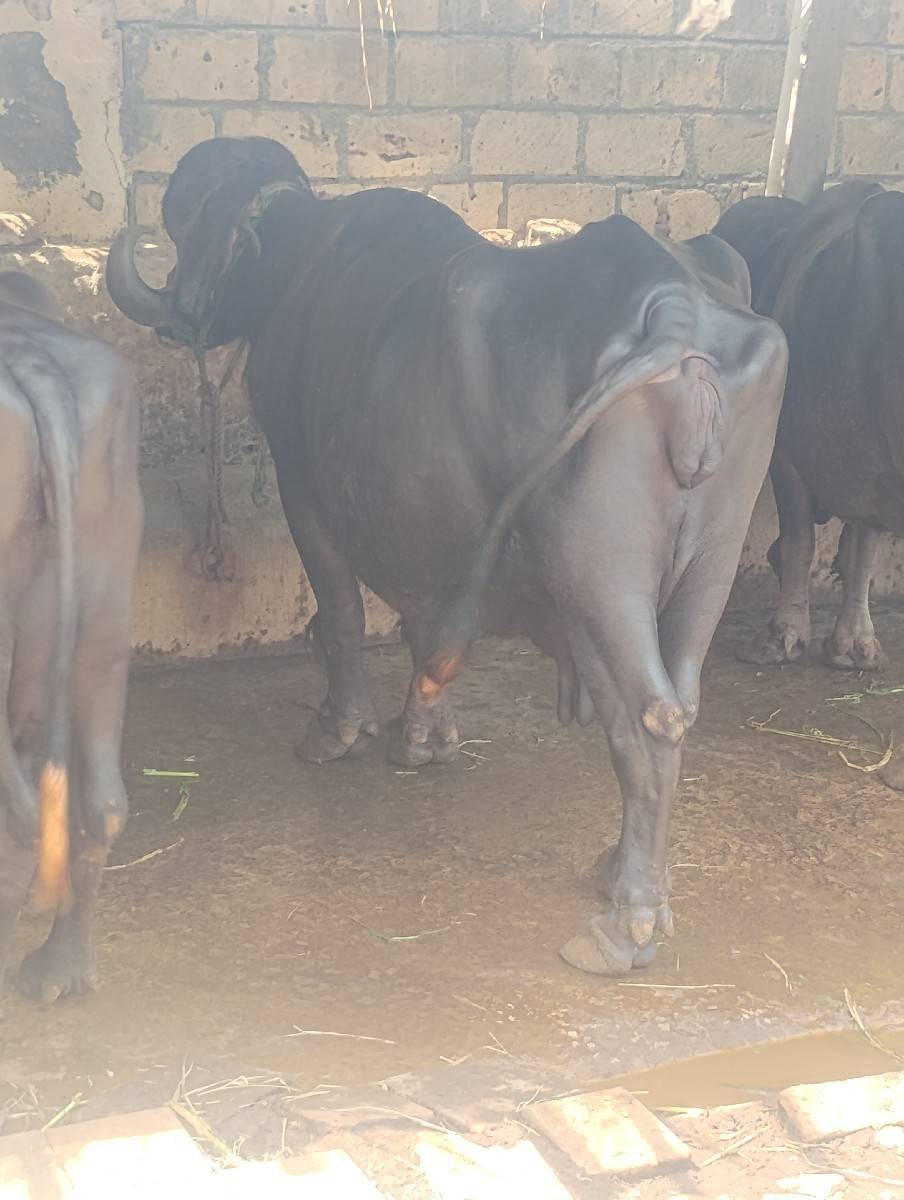 ભેંસ વેચવાની છે