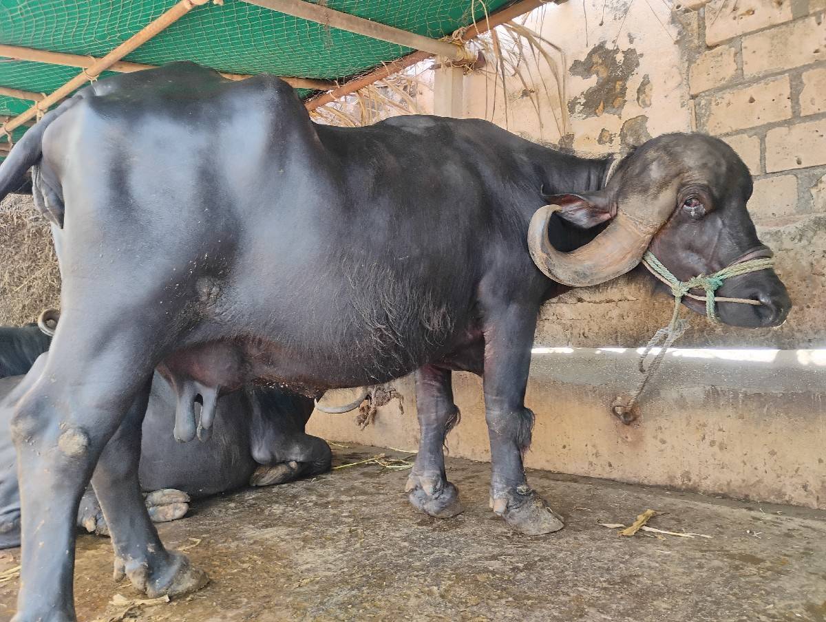 ભેંસ વેચવાની છે