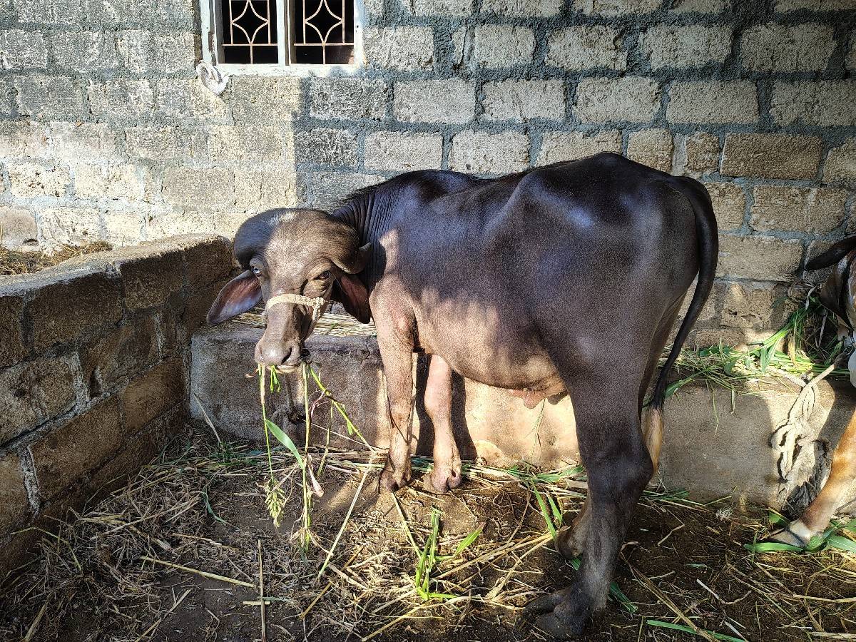 પાડો વેચવાનો છે