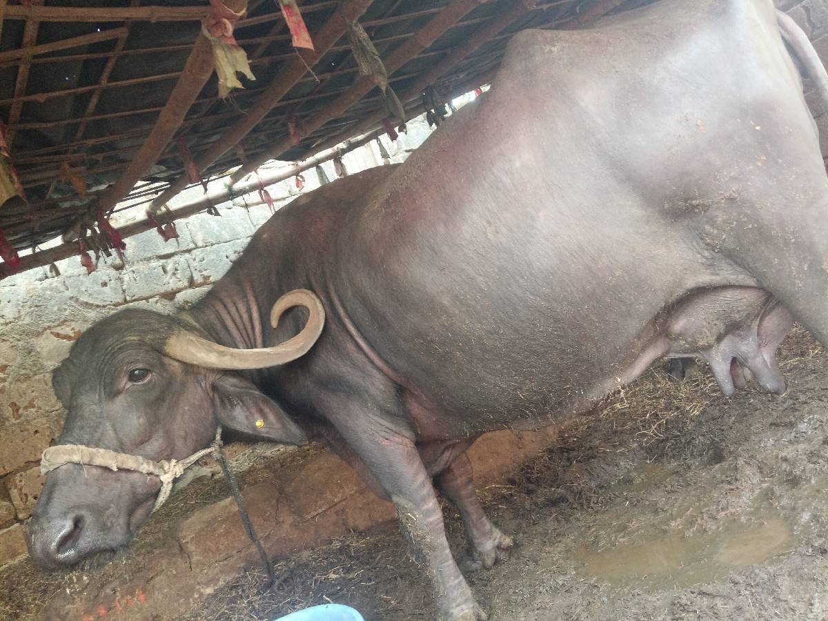 ભેંસ વેચવાની છે