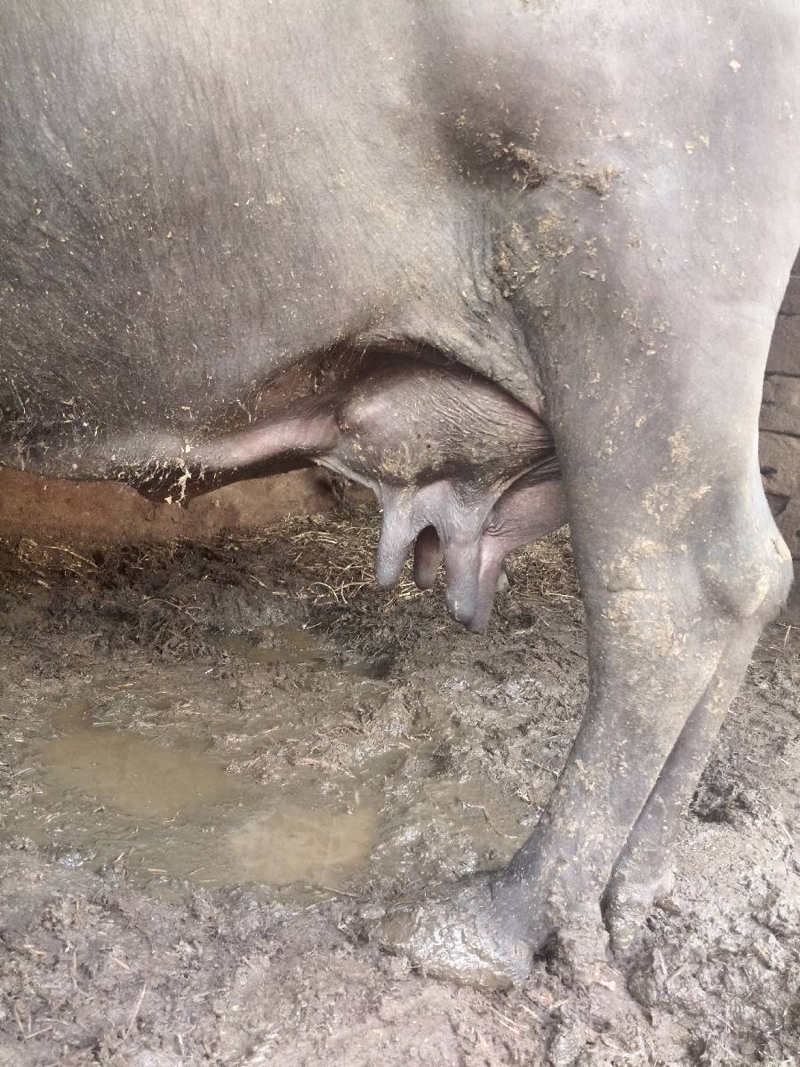ભેંસ વેચવાની છે