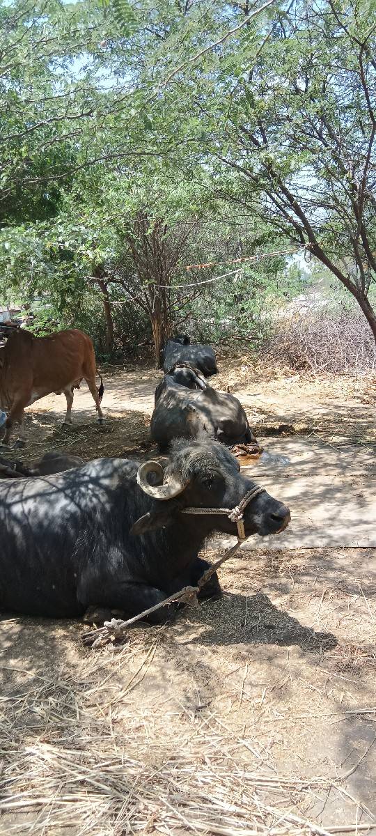 ભેંસ વેચવાની છે